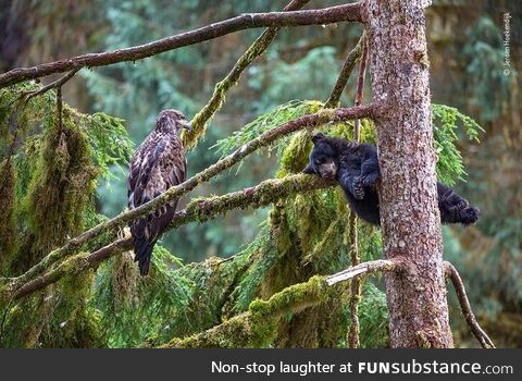 A bear cub decided to climb a tree and nap. Eagle that calls the tree home isn't sure