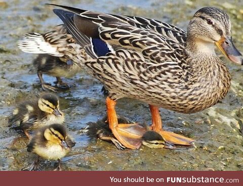 Ducks are great mothers