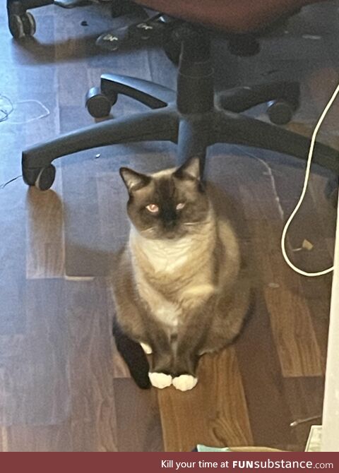 Just my cat looking the most huggable