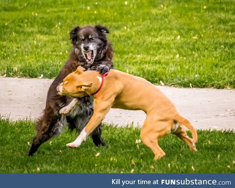 I saw a couple dogs get in a fight, while I was walking down a country road. [OC]