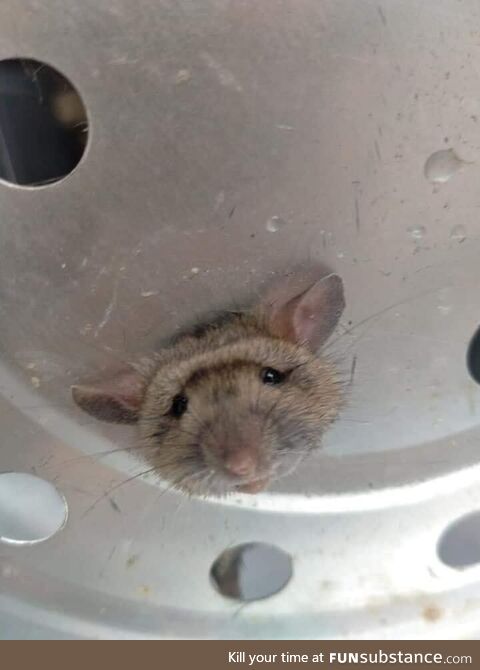 Isnt he cute?