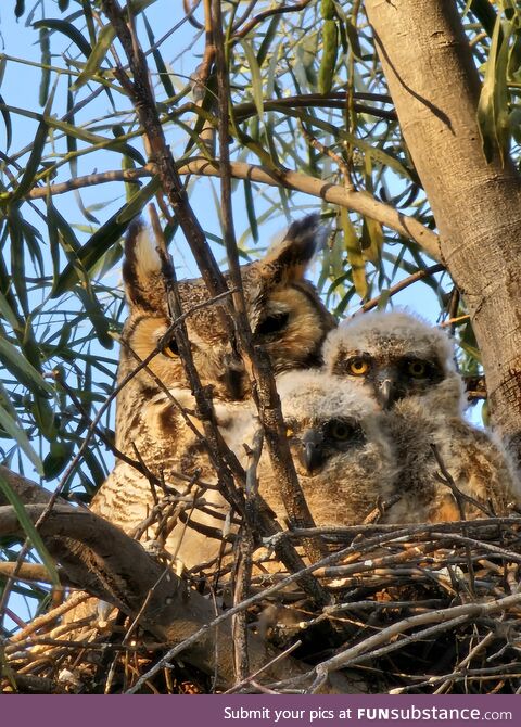 The Family in our Front Yard