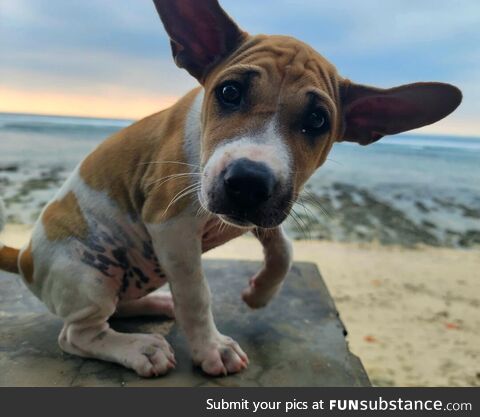 A Cute & Expressive Puppy in Indonesia