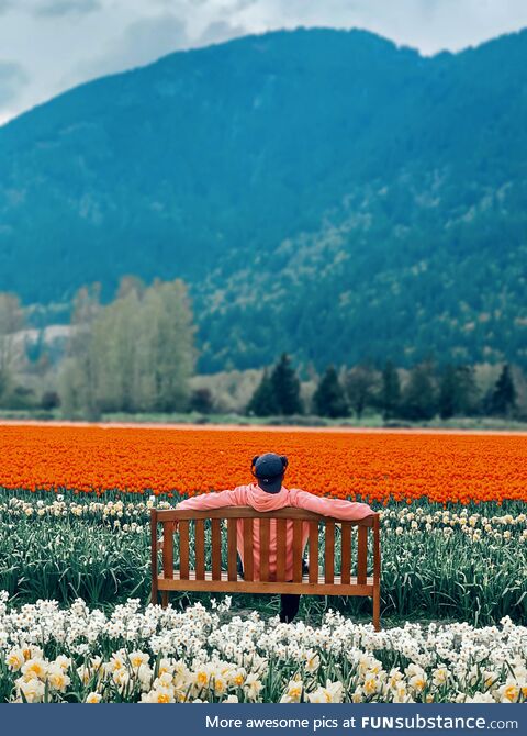 Tulip Garden in Vancouver Summer 2024