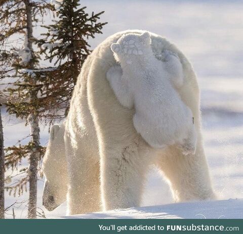 Carry me home mum