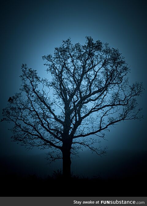 Foggy morning walk at Ethel's Woods Forest Preserve, Lake Villa, IL