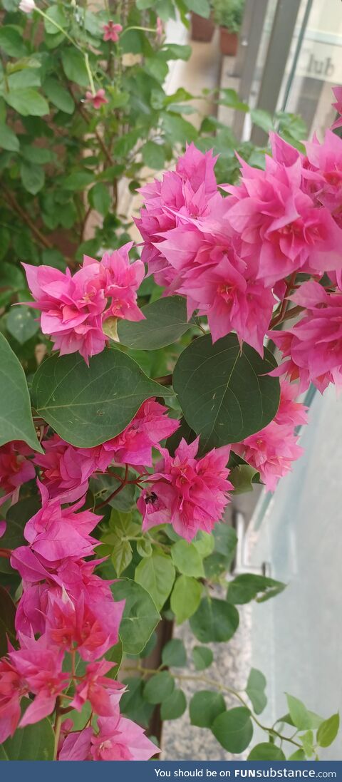 Bougainvillea at my balcony