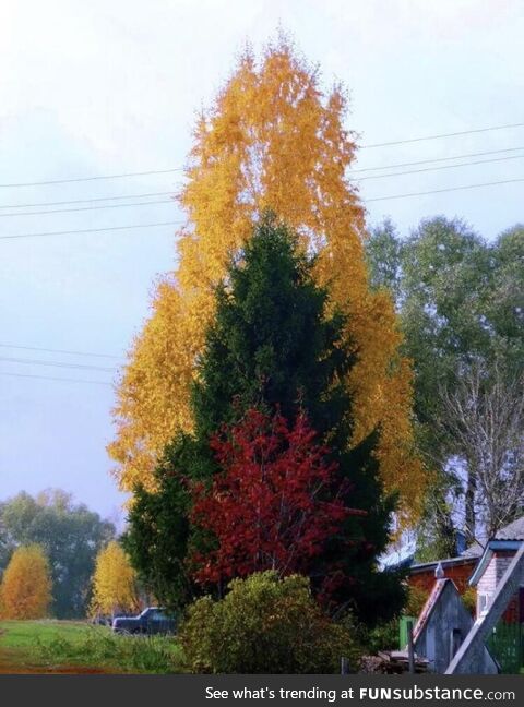 Autumn