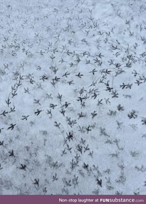 Pigeon footprints on snow