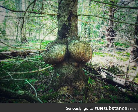 This tree