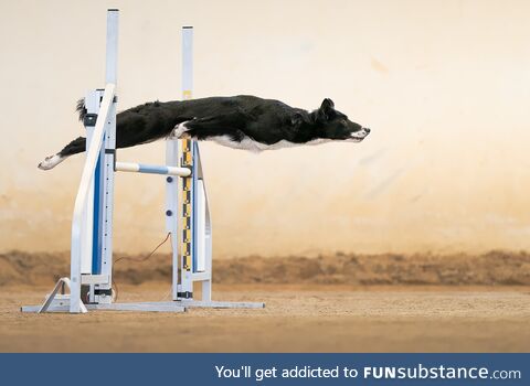 Bagheera performs in Agility event, Italy, photo by Francisco Junior Mura