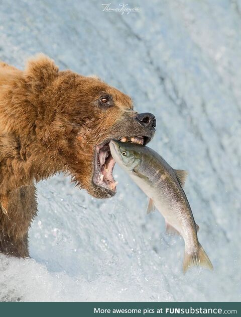 Salmon season