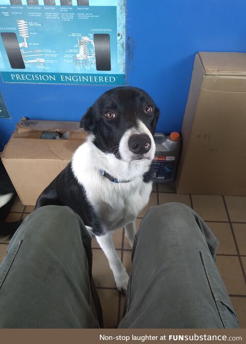 At my car mechanic shop and Gus came over to say hi. I gave him many pets