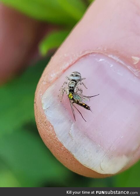 Tiny jumping spider gets a meal on my thumbnail