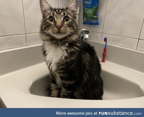 Every time I’ve peed for 6 months since adoption