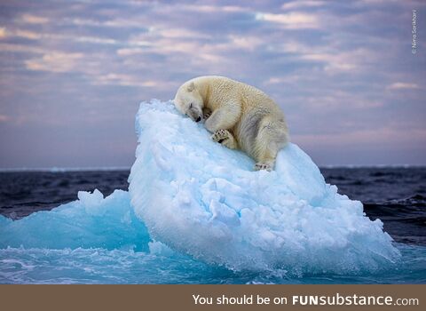 A polar bear carves out a bed from a small iceberg before drifting off to sleep - near