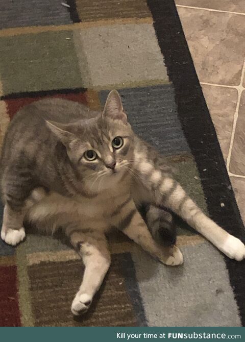 This cat has no business being higher than I am
