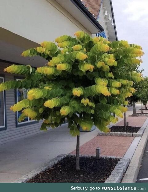 The cercis candensis tree
