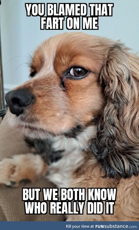 Made a new meme using my fiance's dog. I call it "Sus Dog"