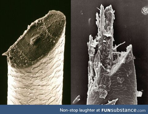 Beard hairs under a scanning electron microscope: Razor (left) x Electric Shaver (right)