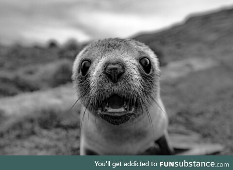 Baby fur seal