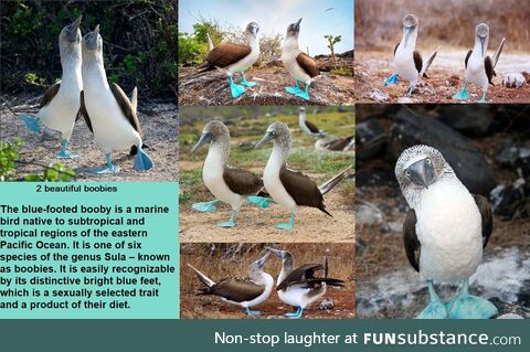 I've been looking at pictures of boobies