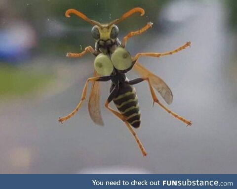 A rare boo bee