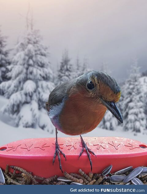European Robin in a winter wonderland (OC)