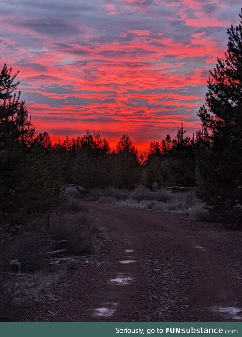 Sunrise looked like a painting walking down the driveway this morning