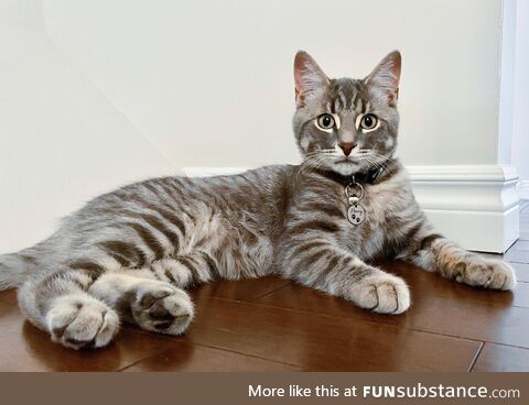 [oc] handsome fluff