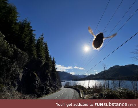 [OC] Unexpected guest in roadside pic (Bee?)