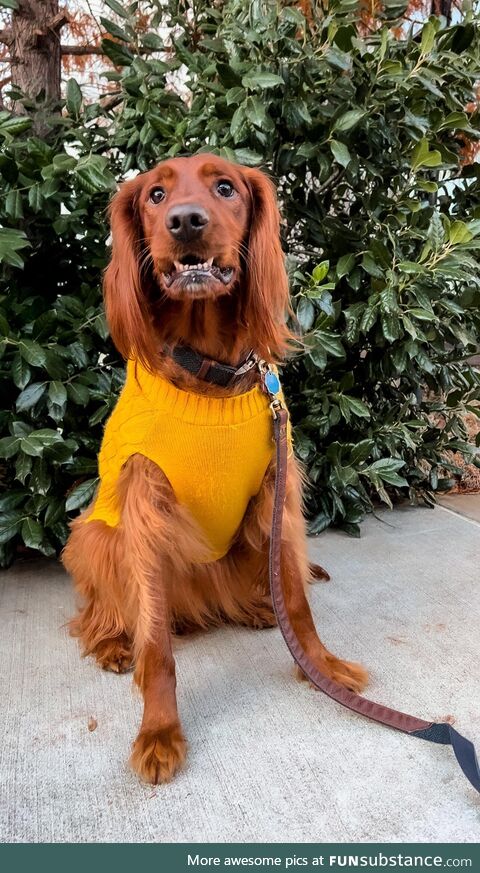 Oh you know, just your average Irish Setter in a sweater