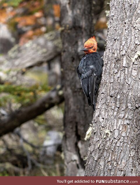 If Ghost Rider were a woodpecker