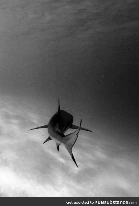 Lone Ranger on the Reef