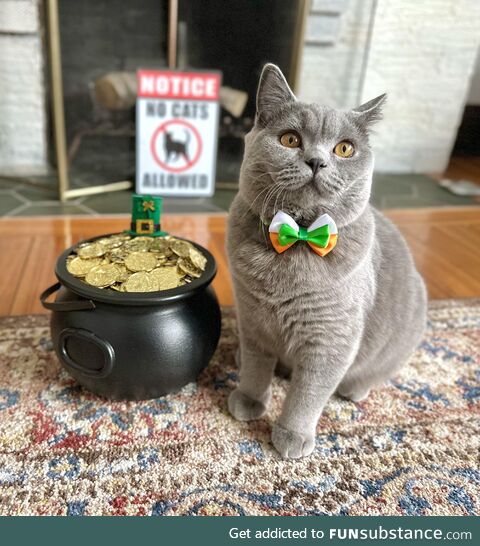 Seamus likes 3 things: Shiny coins, bowties and starting fires