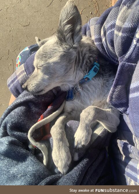 Mojo, our 19 yr old pup, loves to be cradled like a baby in the sun