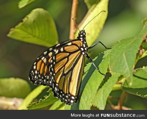 Monarch butterfly [OC]