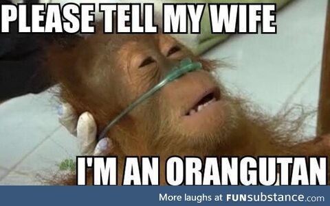 Death bed orangutan