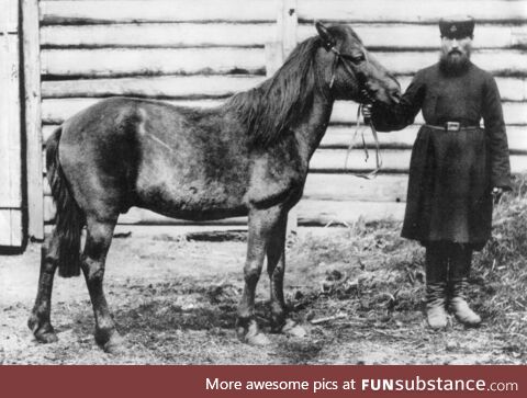 The only Tarpan ever photographed, taken in 1884. They were declared extinct in 1909