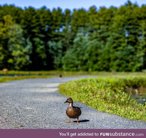 [OC] Anatidaephobia: The fear that somewhere, somehow, a duck is watching you