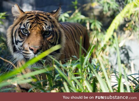 Tiger at Taronga Zoo, Sydney