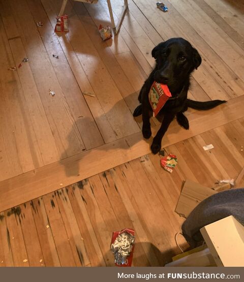 Get a puppy they said…