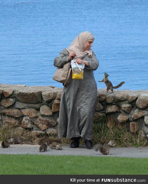 A lady is giving food to the squirrels at Lovers Point Park in California