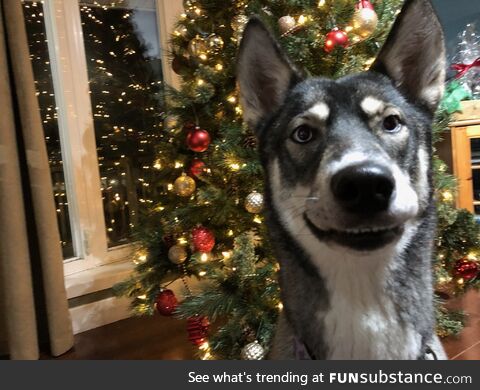 Sasha loves Christmas