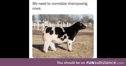 Shampoo cow