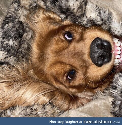 Anyone else’s dog a bit.. Strange?