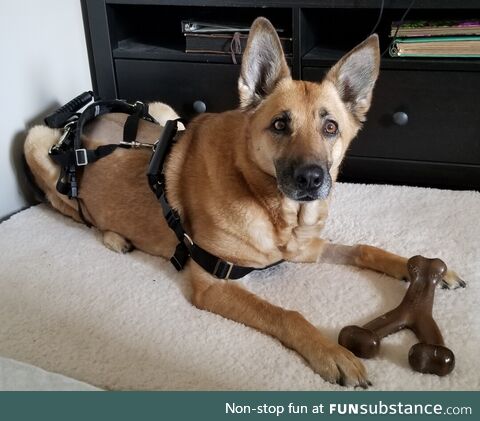 Sophie after her spinal surgery