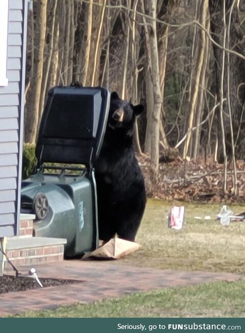 Just your neighborhood bear