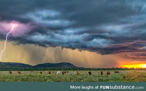 Lightning and cows in Australia