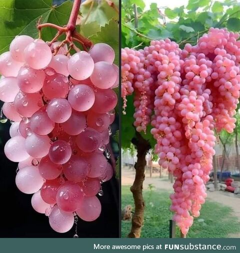 Japanese Koshu pink grapes